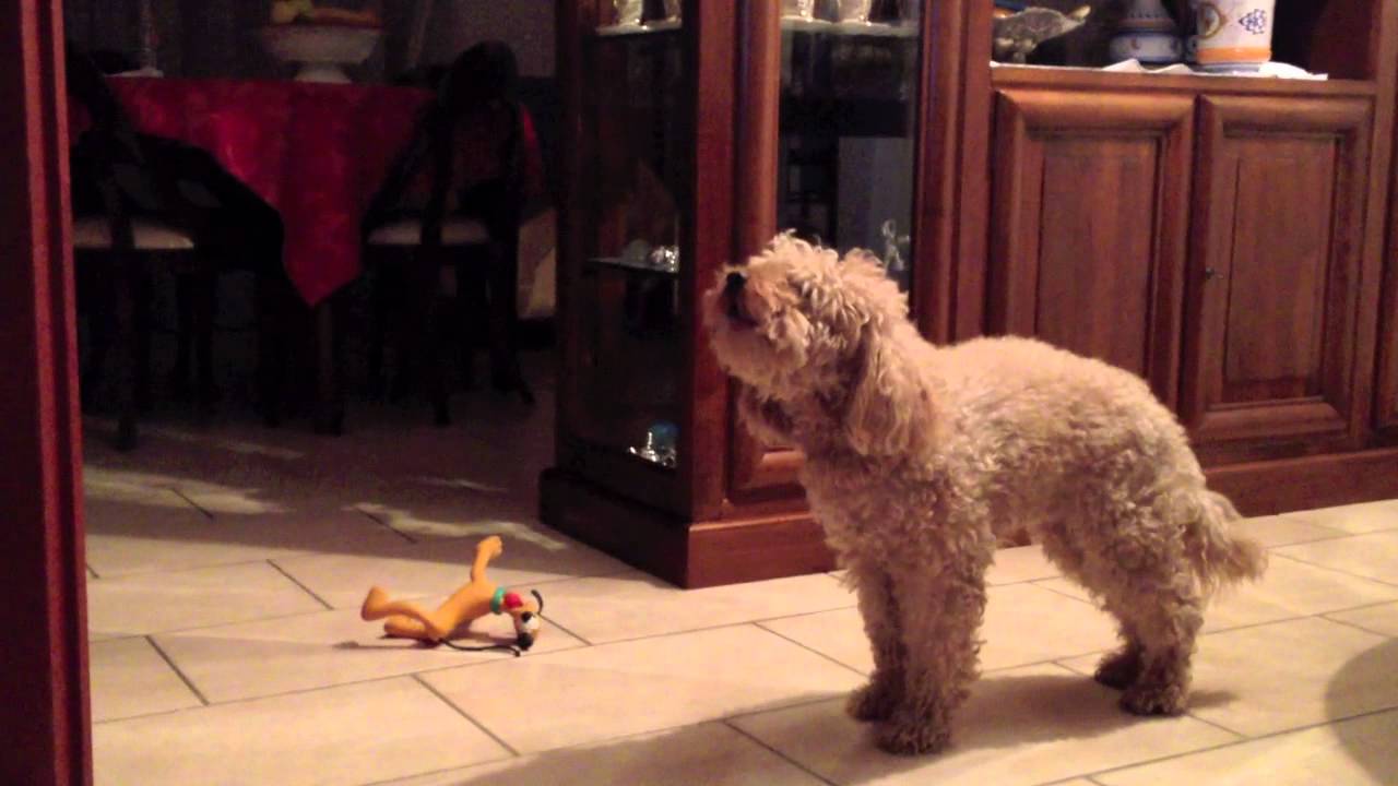 Poodle howl, Barboncino che ulula