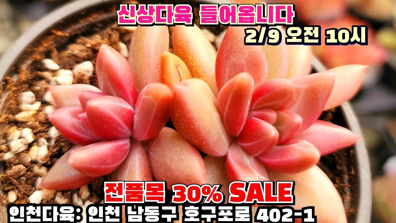 [인천다육]❤️내일 오전10시에 신상다육이 들어옵니다 🏡 인천 남동구 호구포로 402-1 ☎️ 010-5316-7402 