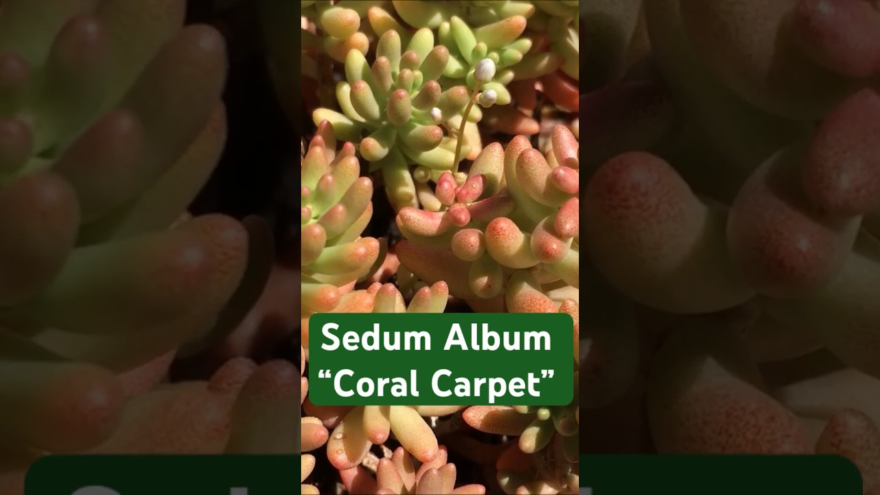 Sedum Album &ldquo;Coral Carpet&rdquo;, una hermosa suculenta tapizante