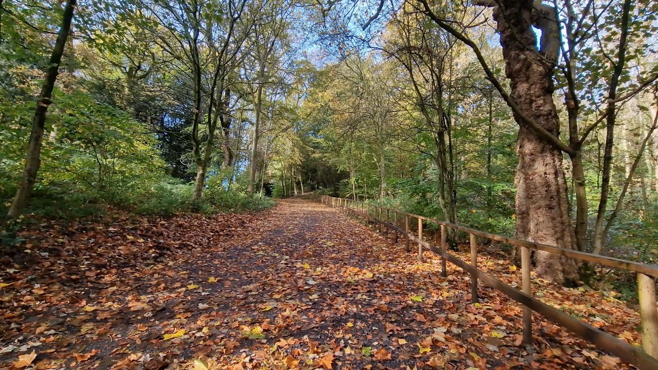 Golden Autumn Forest Walk in 4K - No Copyright Video | Relaxing Fall Nature Scenery - Stock Footage