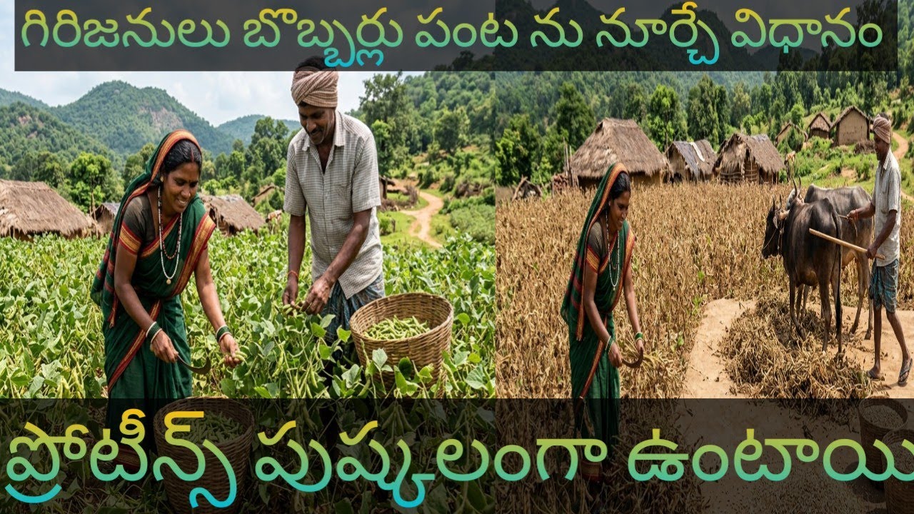 అరకు లో మాత్రమే దొరికే బొబ్బర్లు 