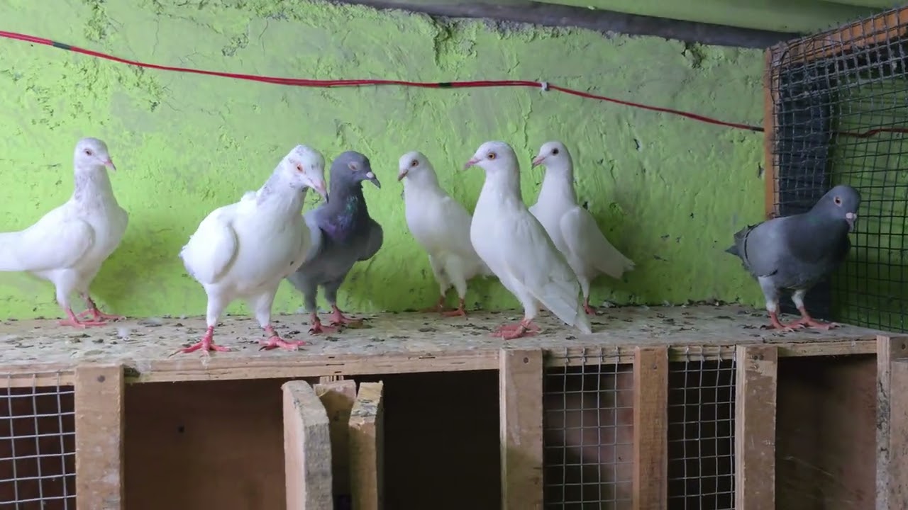 🕊my loft parava raceing process start and raceing birds read #pigeon #pigeonlaver #kabootar 🕊❤️🕊