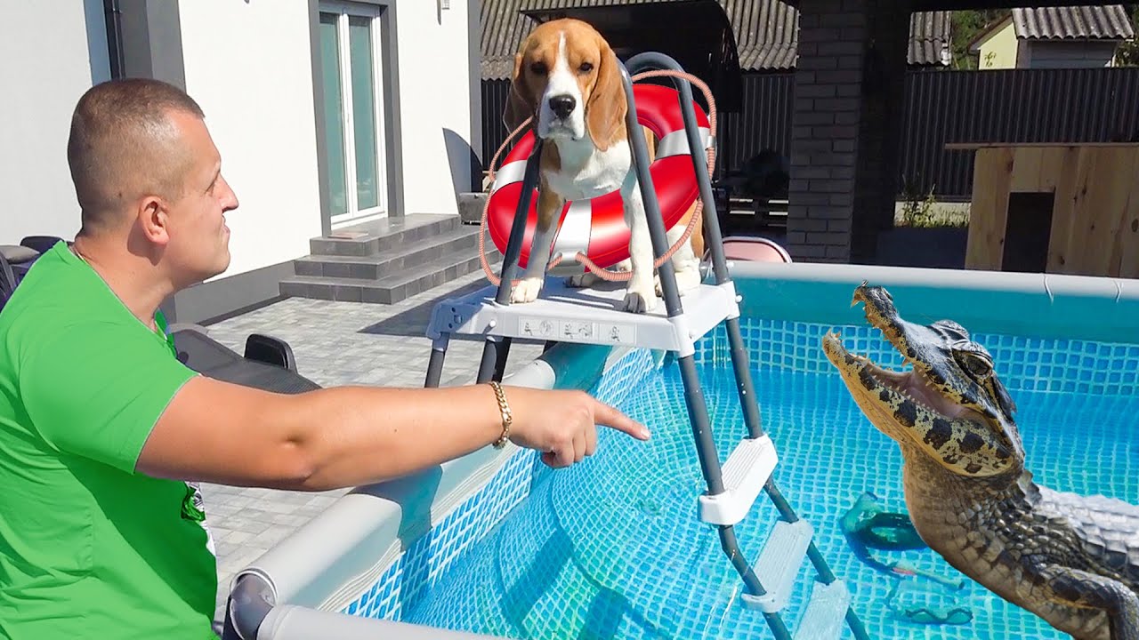 Шерлок хочет купаться в бассейне! Что с ним произошло? BROS SHOW PET