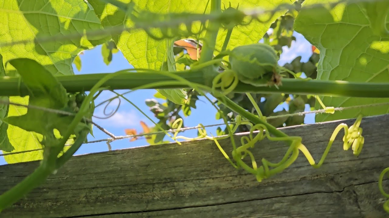 Chayote  que fertilizante usar para un buen cuajado de fruto. #chayote #chayoteros #fertilizer