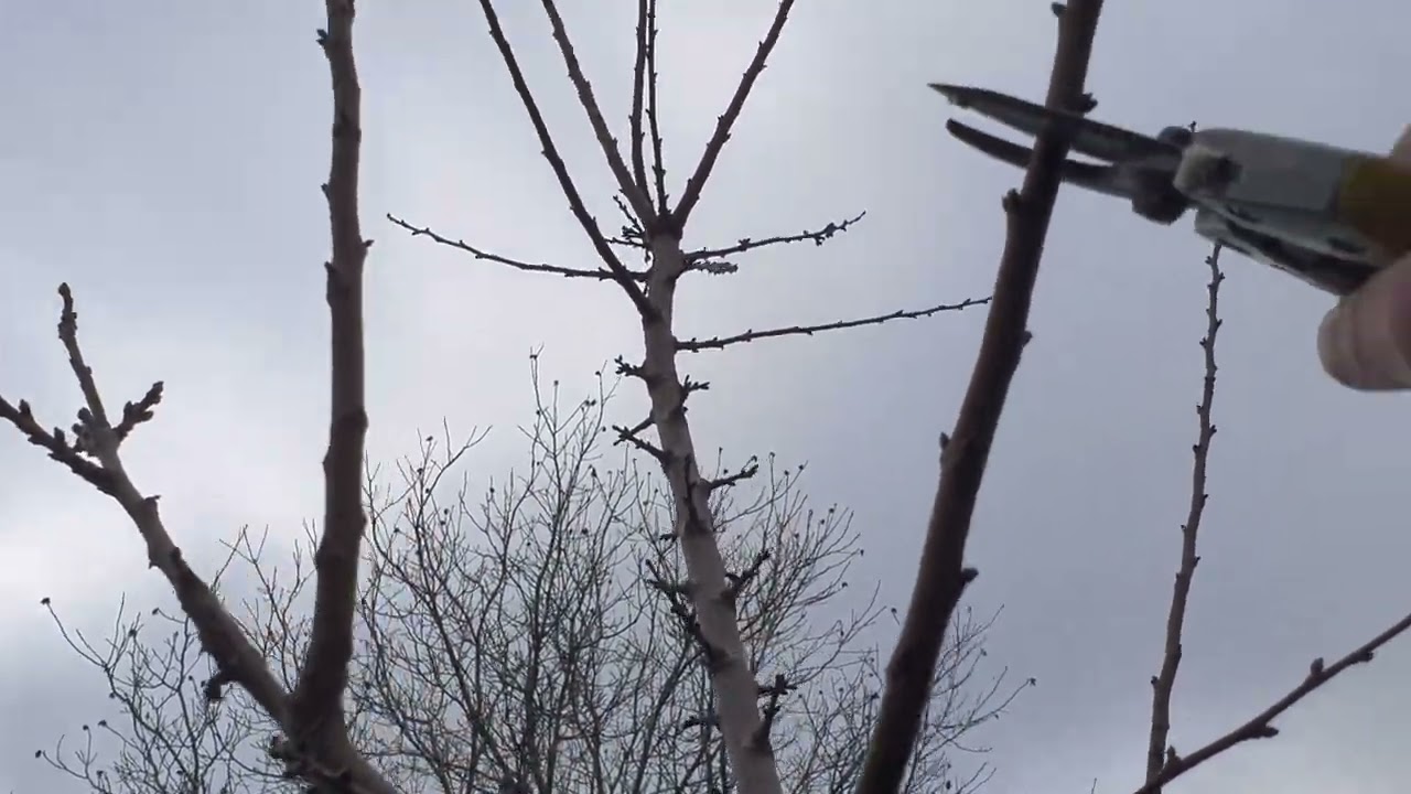 Обрізка абрикоса на урожай