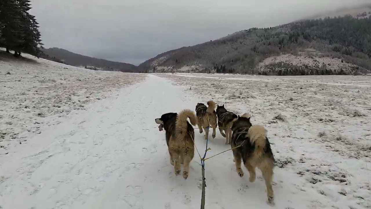 Première sortie de l'année avec les 4 Malamutes : pas assez de neige pour le traineau