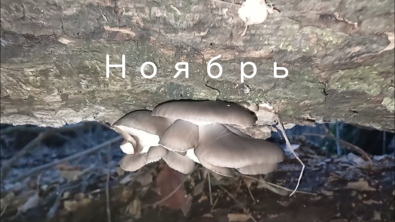 НОЯБРЬ. котики, грибы, бобры 