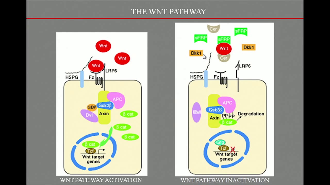 Carlos Cordon Cardo, MD, PhD - Frontiers In Academic Pathology 2015