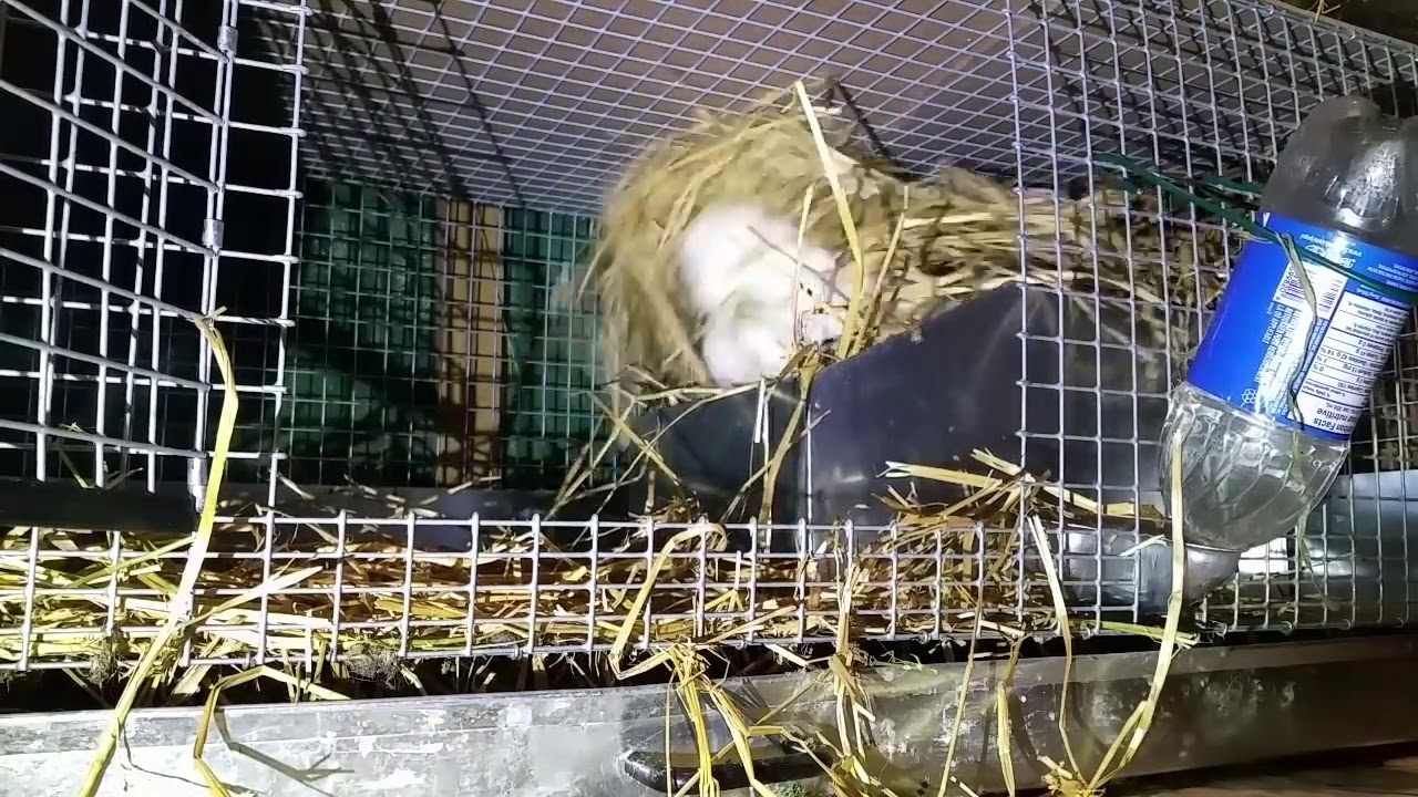 Rabbits from Start to Finish:  Nest building and Baby Bunnies