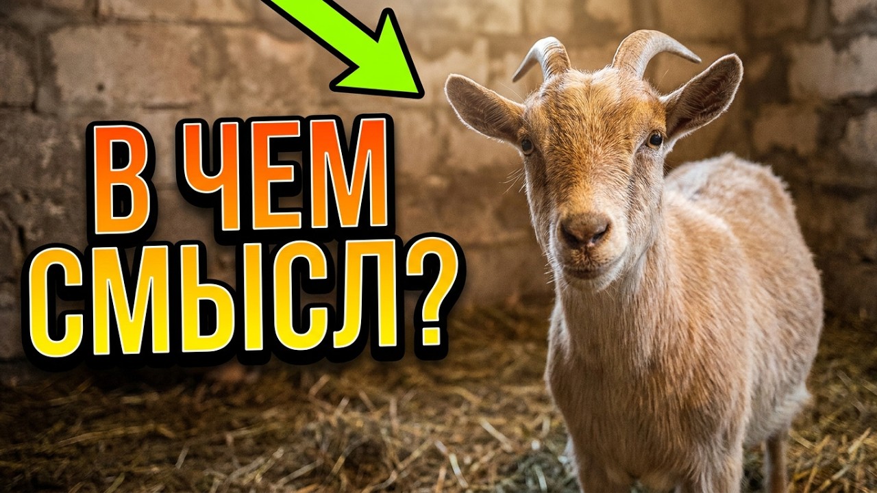 В чем смысл содержания камерунских коз. Мое мнение )