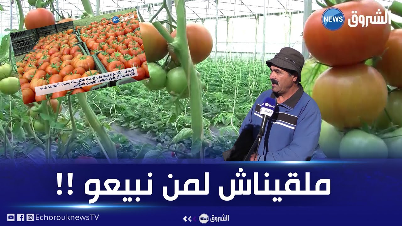 #جيجل| فلاحون يهجرون زراعة المنتوجات بسبب الكساد في ظل  استمرار غلق مصنع التحويل بالطاهير