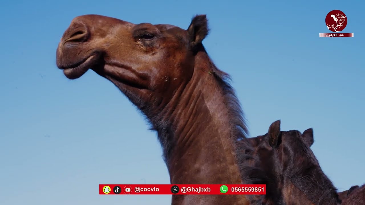 مسيرة هامات المالك رجل الاعمال عبدالعزيز عبدالله بن سليم