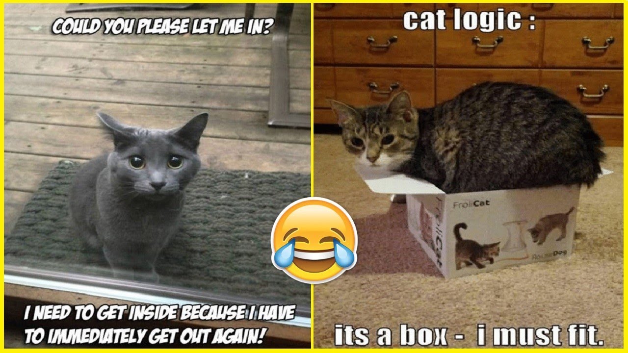 Funny Examples Of Cats Logic Fails