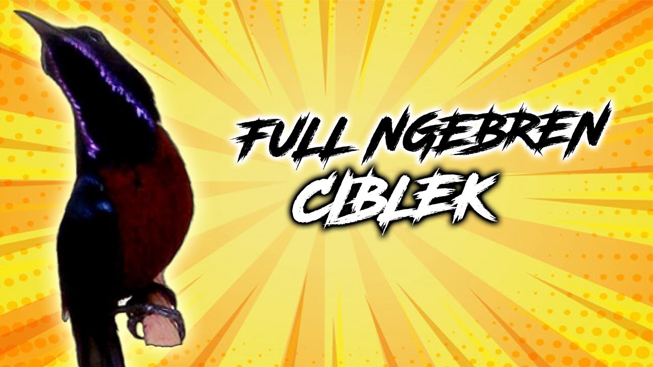Masteran Burung Konin Full Isian Ciblek Ngebren Ngerol Tembakan Tajam & Kasar Ampuh Buat Pancingan