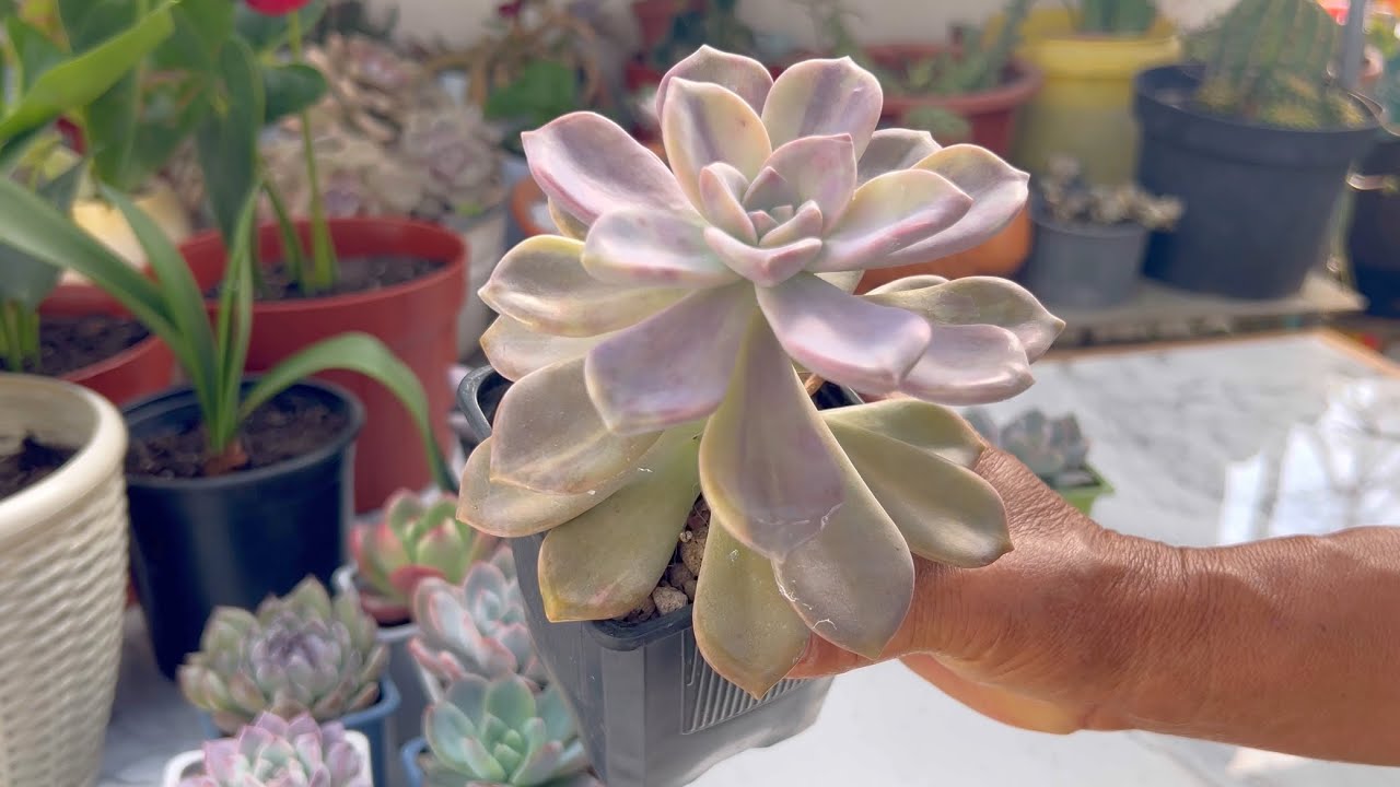 NUEVO Unboxing de Regalito y Trasplantes 🩷 | Fabi Plantas 