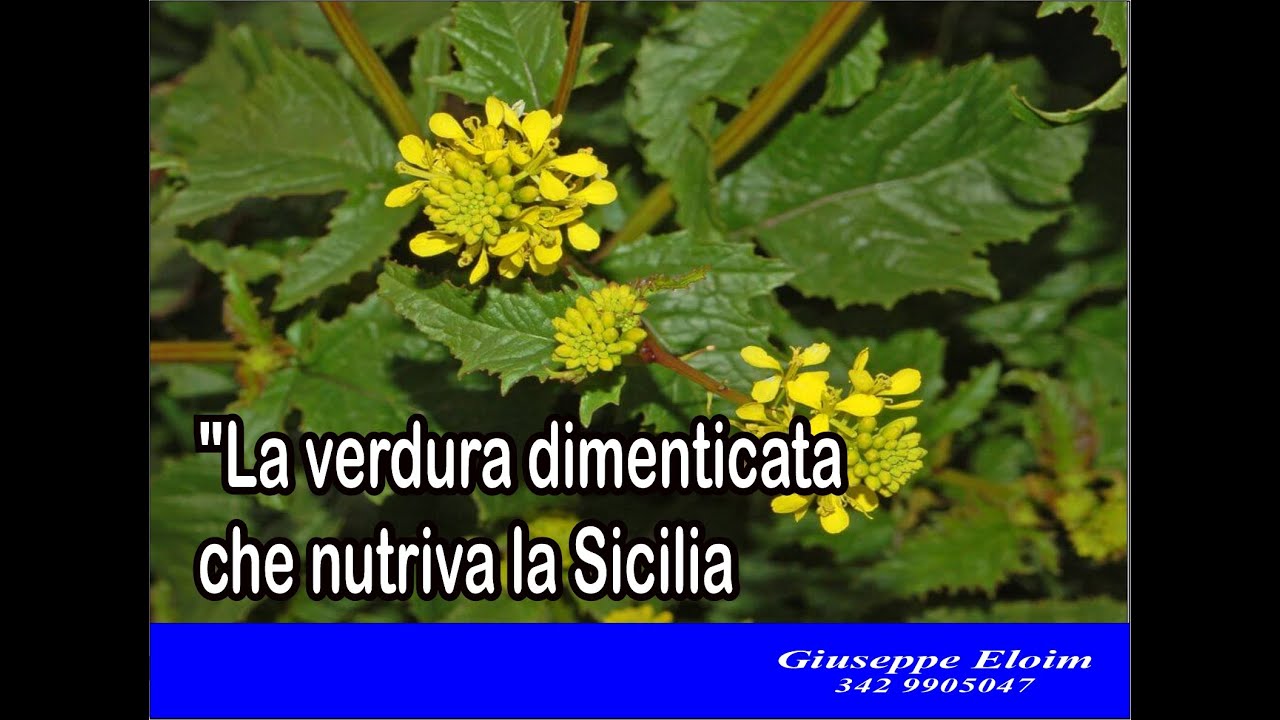 La verdura dimenticata che nutriva la Sicilia