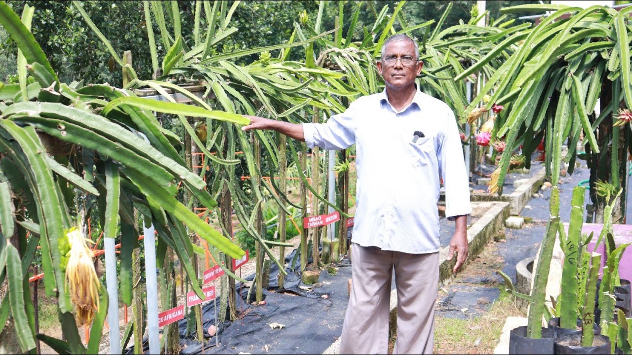 കേരളത്തിലെ ഏറ്റവും വലിയ ഡ്രാഗൺ ഫ്രൂട്ട് ഫാം|Dragon Fruit Farm Kerala