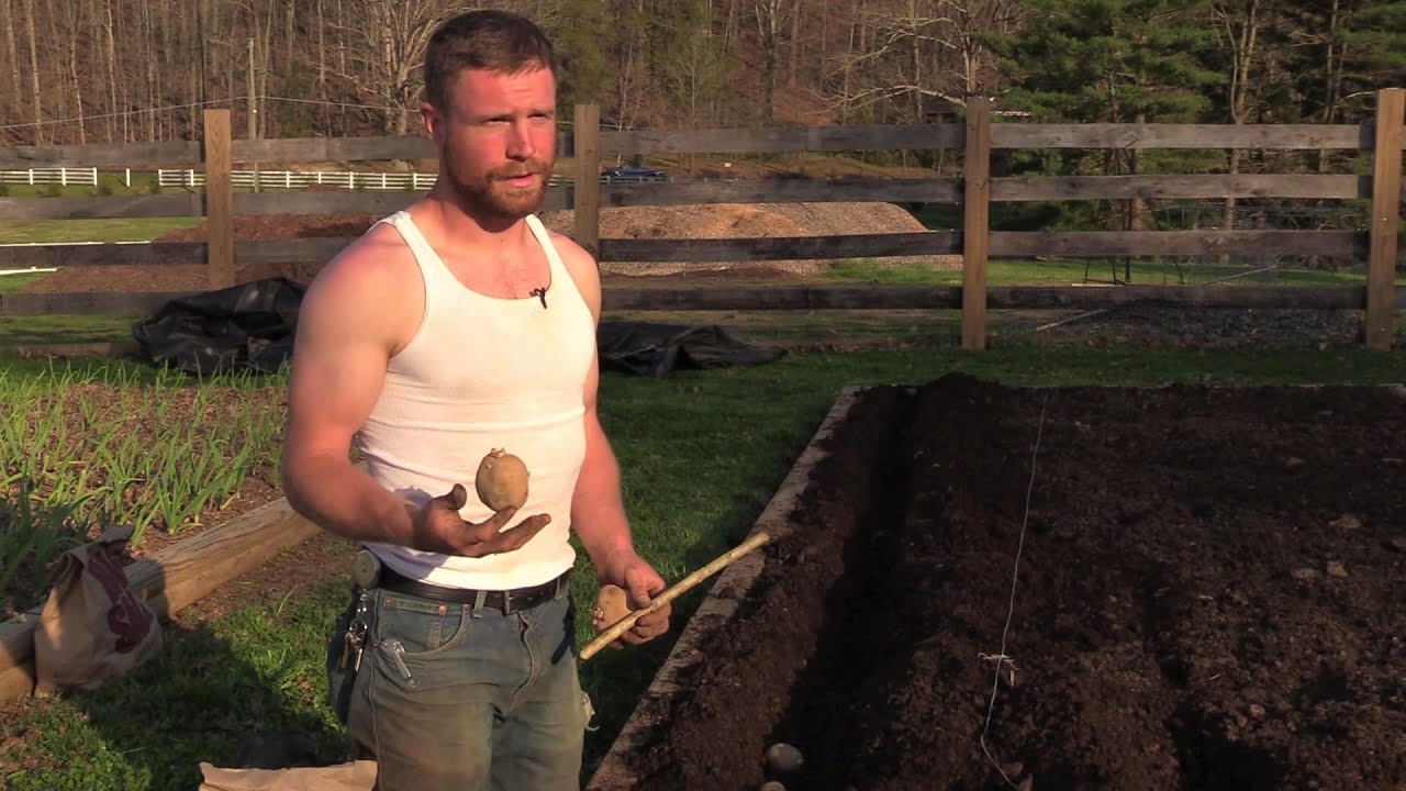 How to Plant/ Grow Potatoes