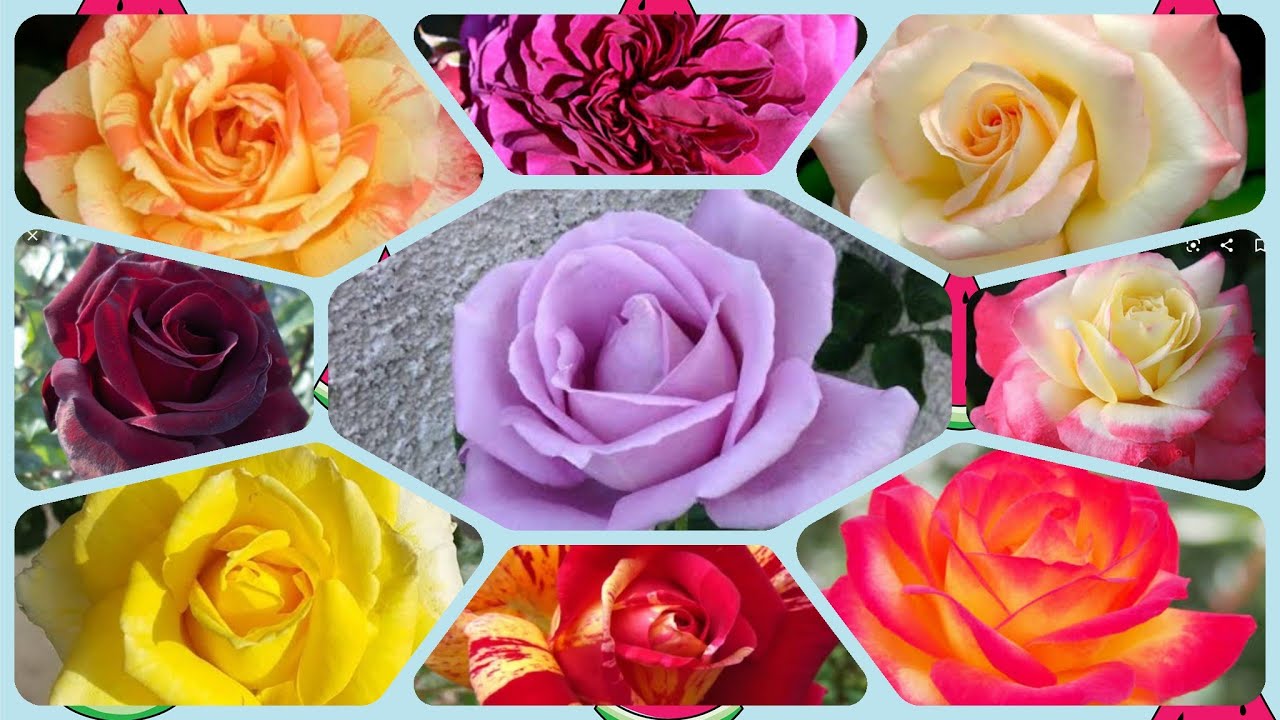 170 - 25+ Amazing Hybrid Tea Rose Varieties || Famous Around The World