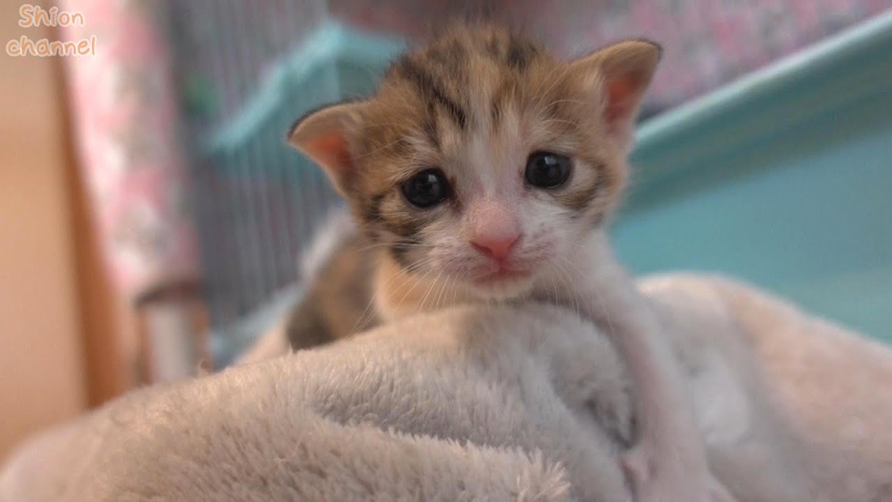 【生後21日】へるぷ～💦階段が降りられず鳴いて助けを求める子猫