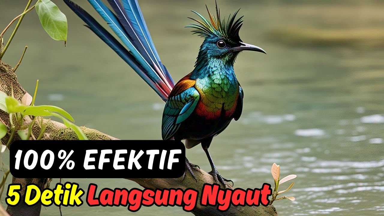 MURAI BATU OHARA TEMBAKAN CEPAT - PANCINGAN AGAR BURUNG MACET NGEBALAS