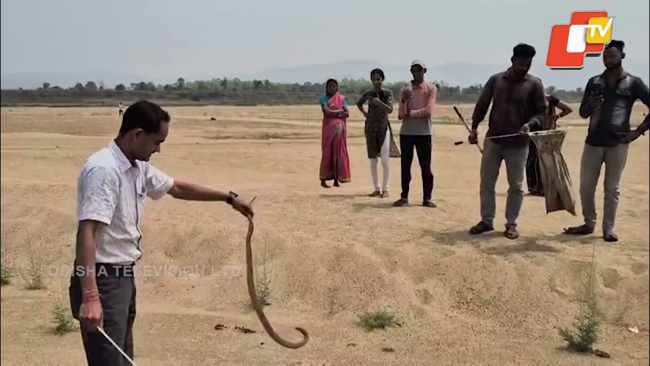 6-Foot Cobra Spotted on Bonai range Brahmani Riverbed in Odisha, Rescued by Forest Team