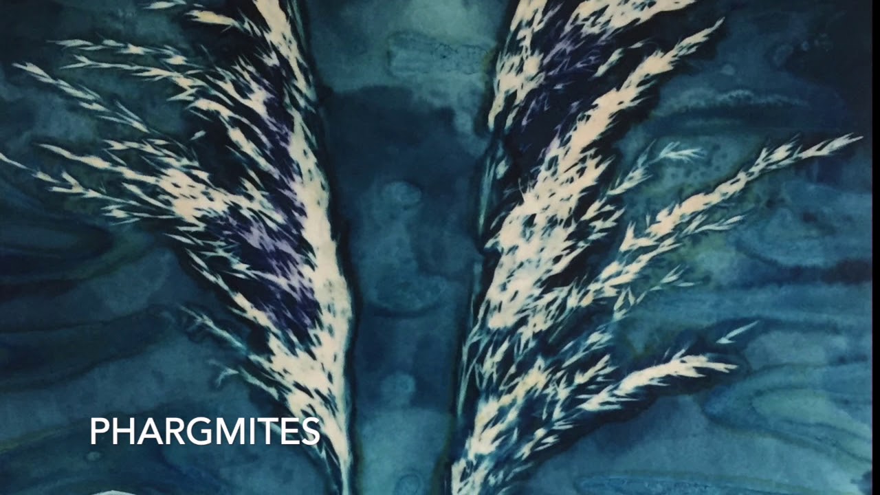Wet Cyanotypes made during the spring lock down