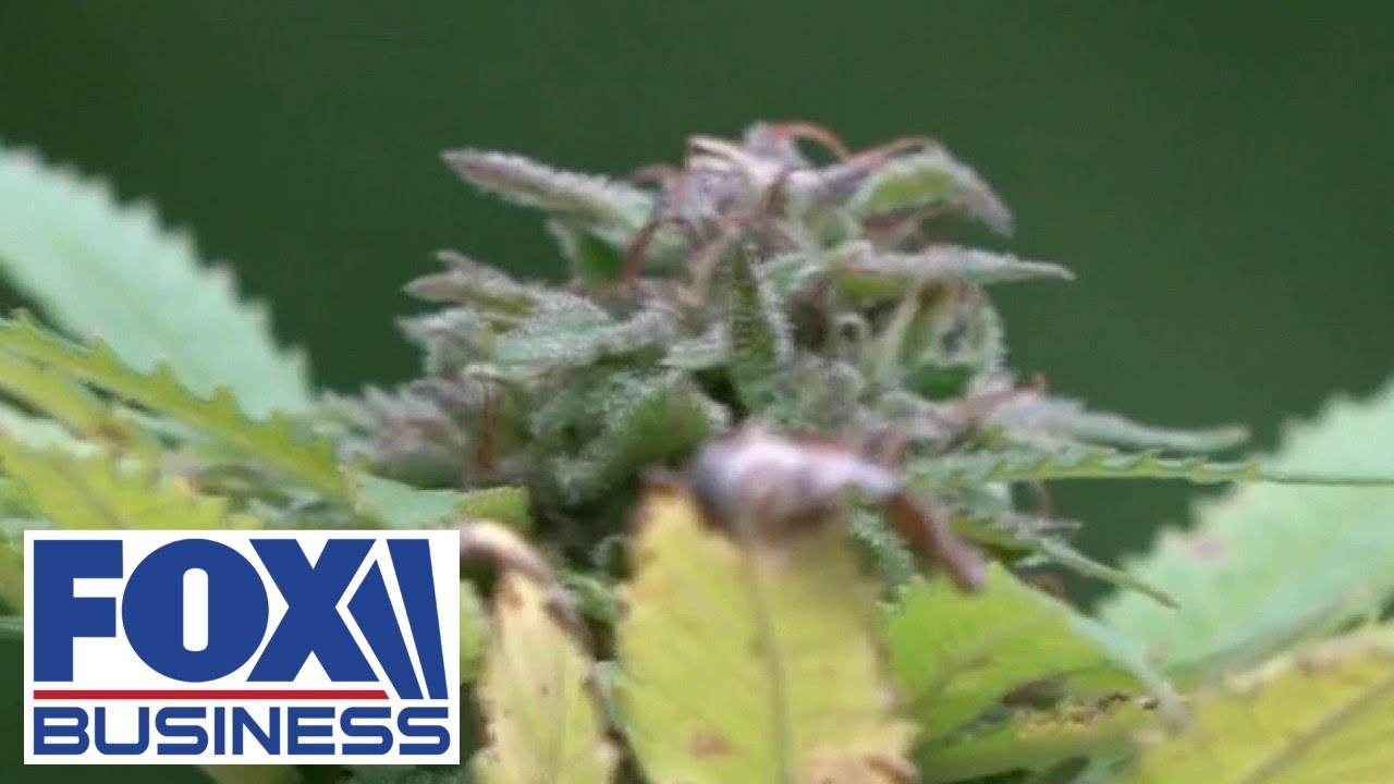 Cannabis reform advocate speaks out on marijuana legalization bill