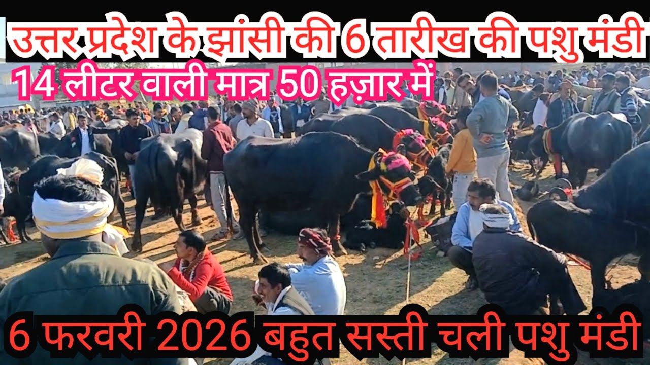 6 फरवरी 2026 में बहुत सस्ती चली पशु मंडी उत्तर प्रदेश के झांसी की 6 तारीख की पशु मंडी #pashumandi 