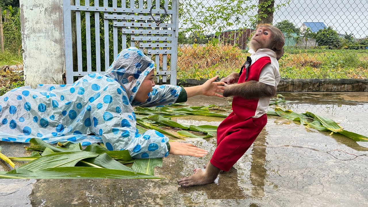 (Full Version) Kind hearted Cutis helps his mother when she falls