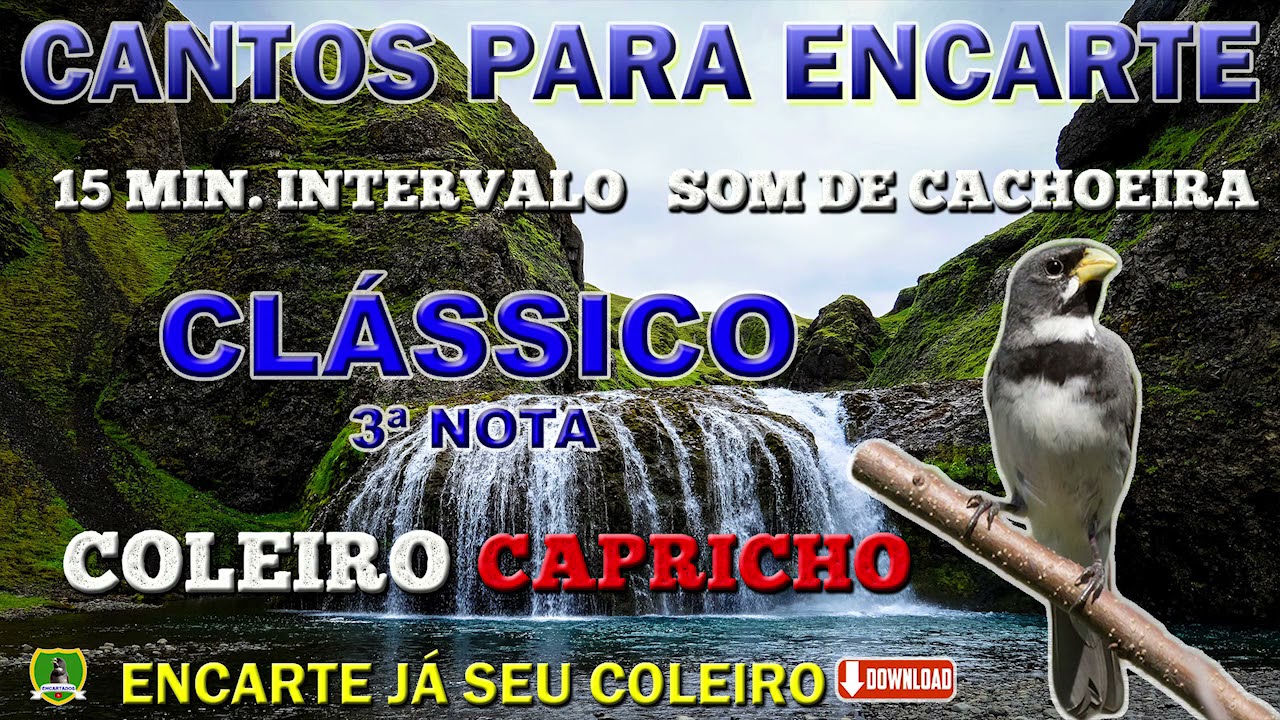 COLEIRO CAPRICHO - TUÍ TUÍ ZEL ZEL - COM 3ª NOTA 4/4/7 - (1 HORA DE CANTO E 15 MIN. DE  INTERVALO)