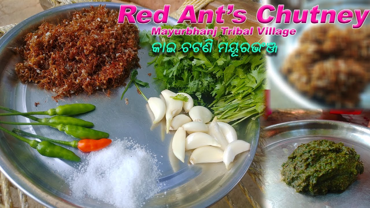 Red Ant's Chutney village Style Mayurbhanj Tribal Area