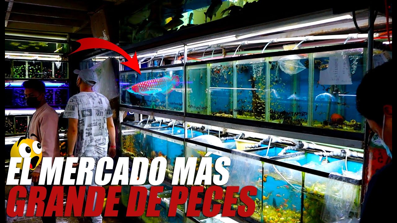 Mercado De Peces De La Morelos 😍