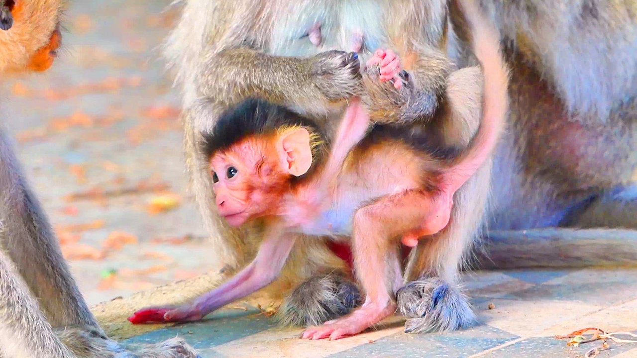 Baby Monkey Relaxes Peacefully with Mom During Gentle Grooming 🐒💛