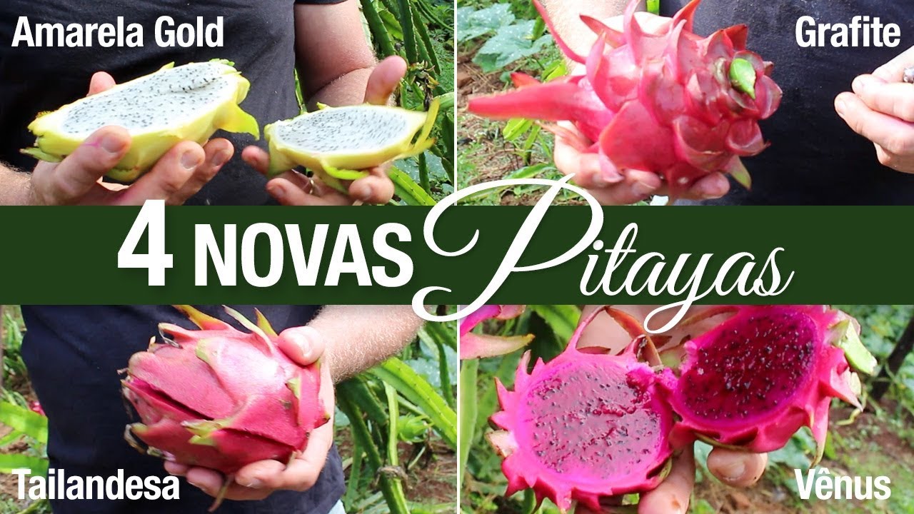 Pitaya: 4 Novas Variedades: Amarela GOLD sem Espinho, Grafite, Vênus e Tailandesa