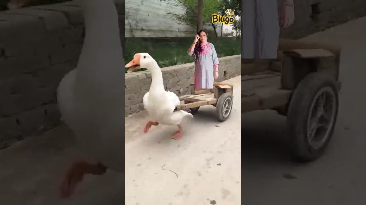 arati