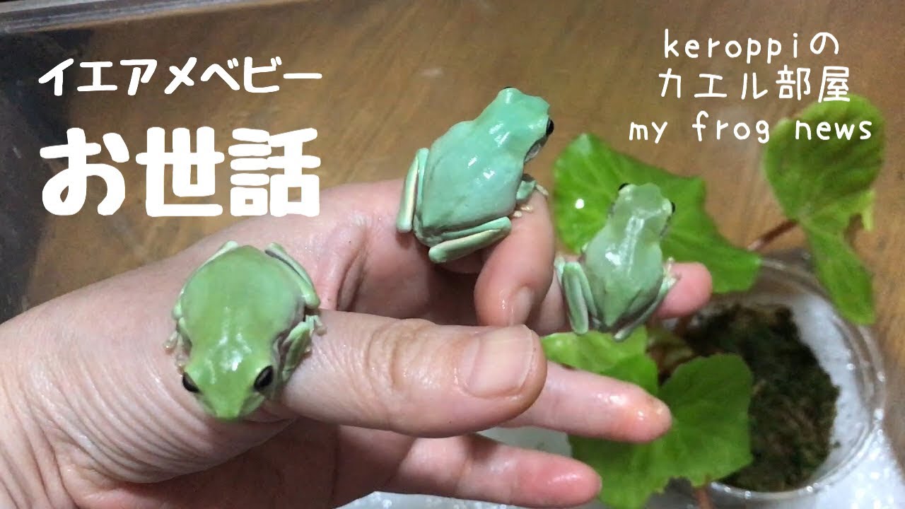 イエアメガエルベビー（ＣＢ）をお迎えしてから1か月までのお世話動画