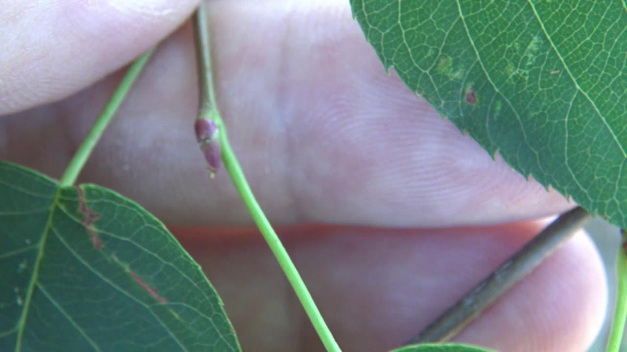 Identifying serviceberry