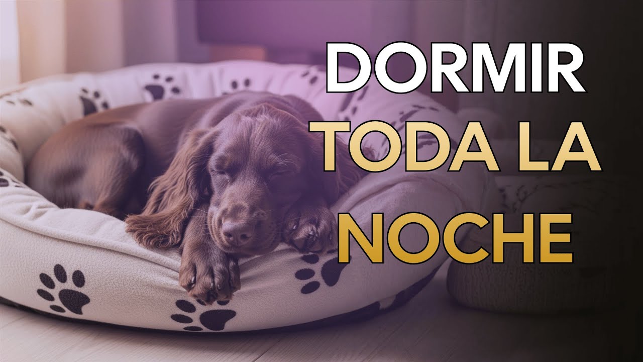 Música para que tu Perro Duerma Toda la Noche | Sueño Profundo y Seguro