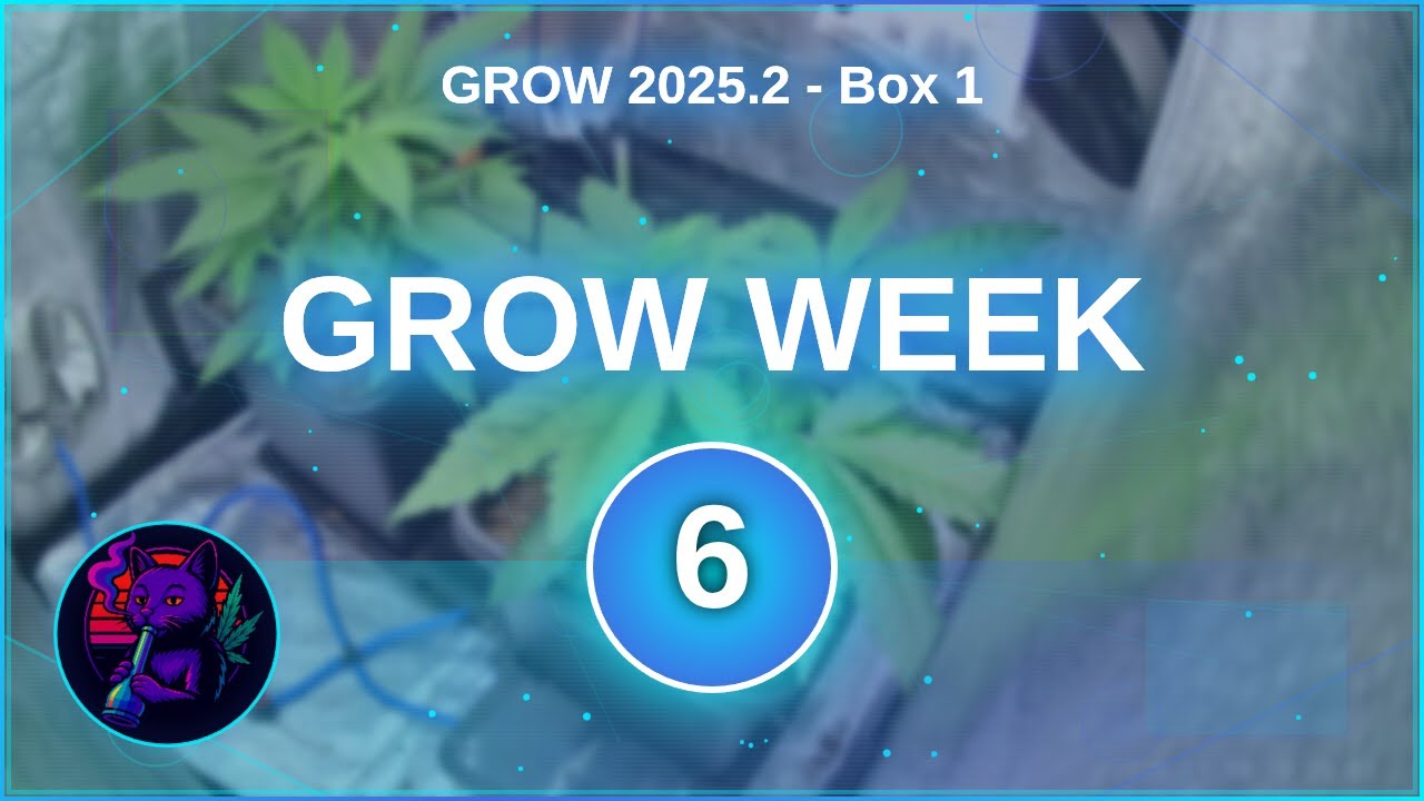 GROW 2025.2 Box 1 - Week 6 -  Lemonade Haze Only (80&times;80)