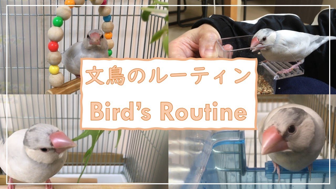 文鳥よもぎの1日のルーティンを大公開！　文鳥よもぎ　癒し動物　面白い動物