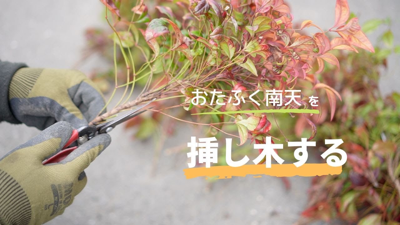 おたふく南天を挿し木する。