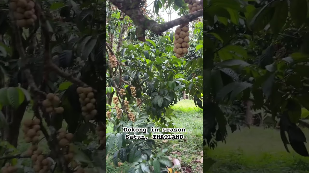 Dokong on trees. #longkong #dokong #langzones #langsat #travel #thailand