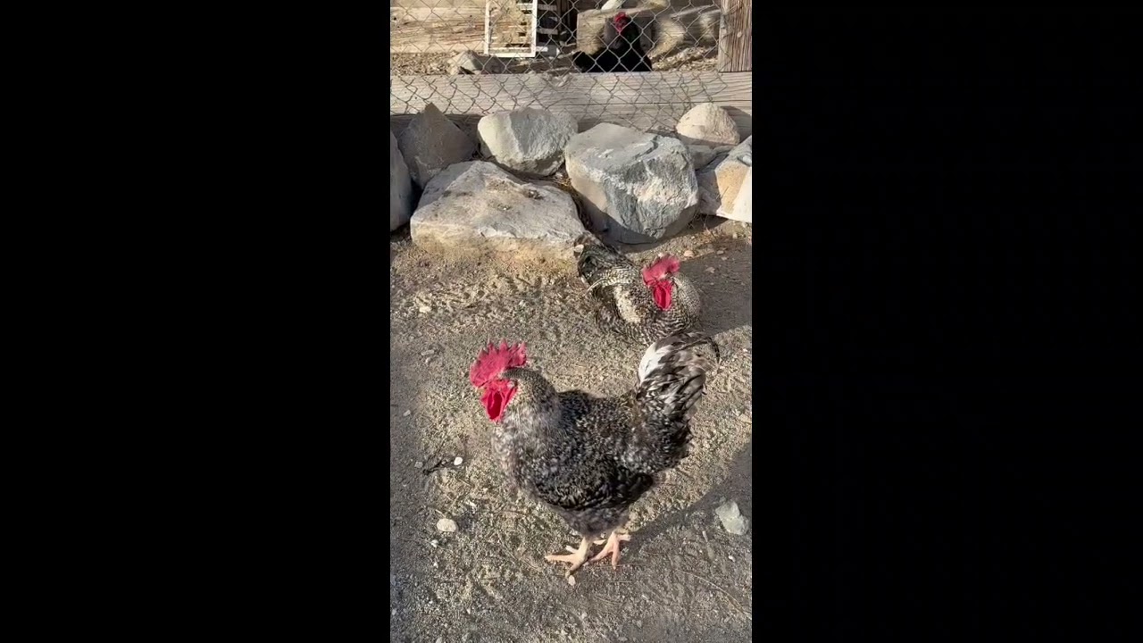 It's Looking A Lot Like Spring #springtime #SpringintheDesert #funny #chicken