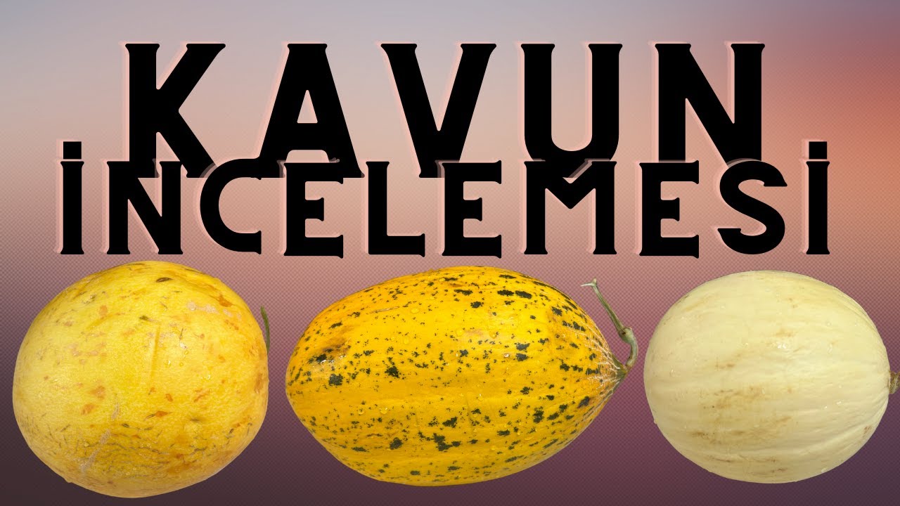 EVET KAVUN İNCELEMESİ | BİGA vs GALYA vs Kırkağaç