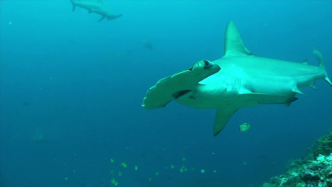 Cecilia Zoltanski  |  Hammerhead Sharks   |   Photo and Video