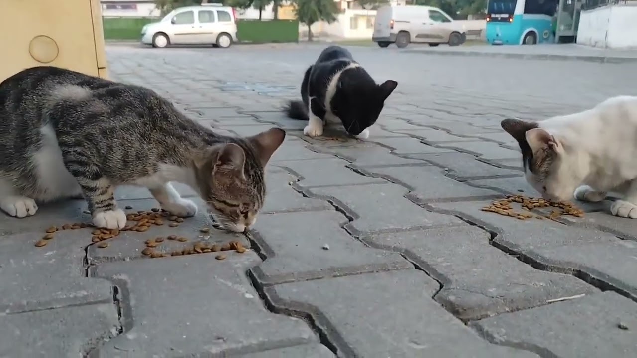 🙏❤️‍🔥🥹 #cat #kitten #cute #babykids #animals #sweetestkittens #chat #funny #love #pets 