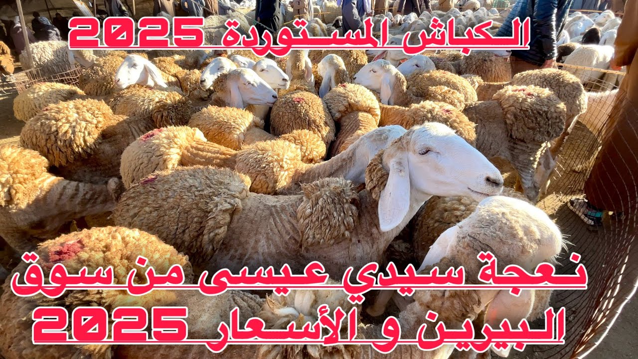 من سوق البيرين نعجة التربية و الرخلة تحافظ على سعرها ومكانها مع بداية بيع الكباش المستوردة للمواطنين