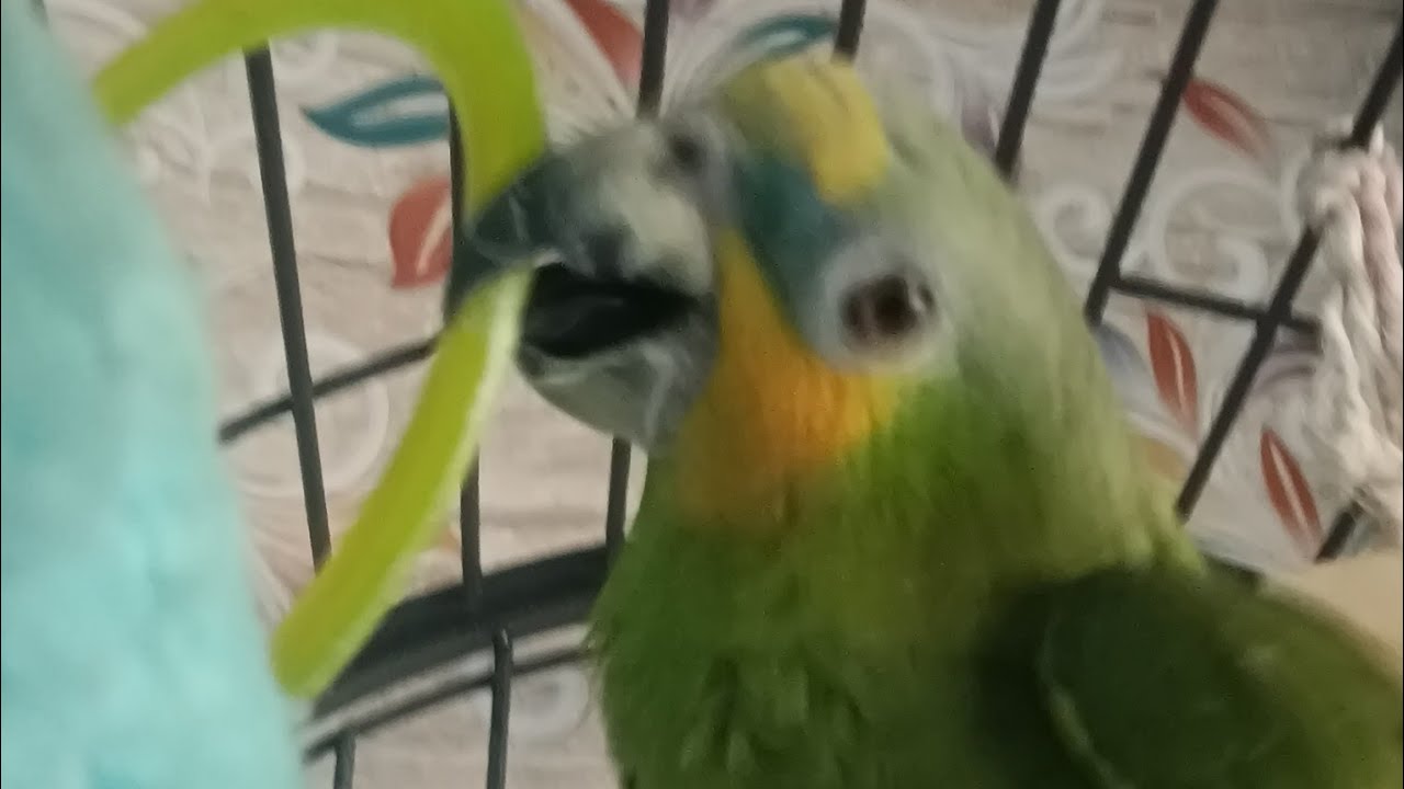 #africagrey #amazon #subscribe #shorts #short#talkingparot #cute#viral #funny #birds#yt#video#vlog 