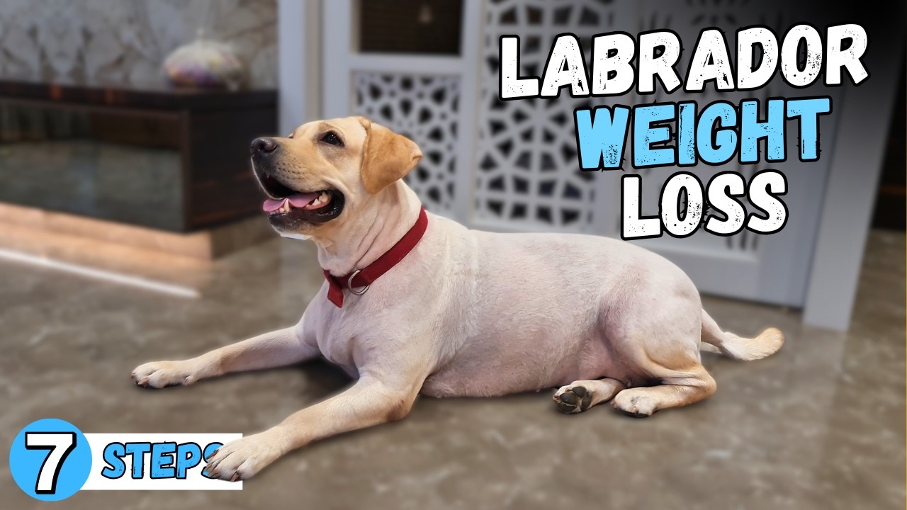 7 Steps to Help your Overweight Labrador Lose Weight